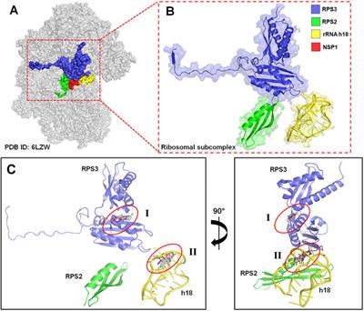 Identification of potential therapeutic targets for COVID-19 through a structural-based similarity approach between SARS-CoV-2 and its human host proteins